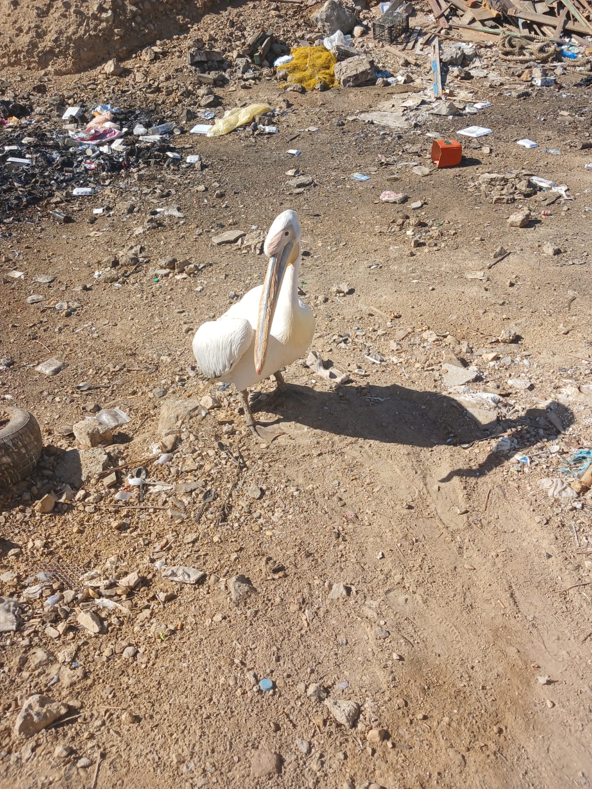 WhatsApp Image 2025-11-16 at 12.00.07 PM (1)