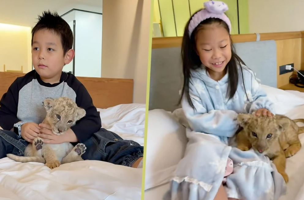 أشبال تدخل خدمة الإيقاظ الفندقية بالصين