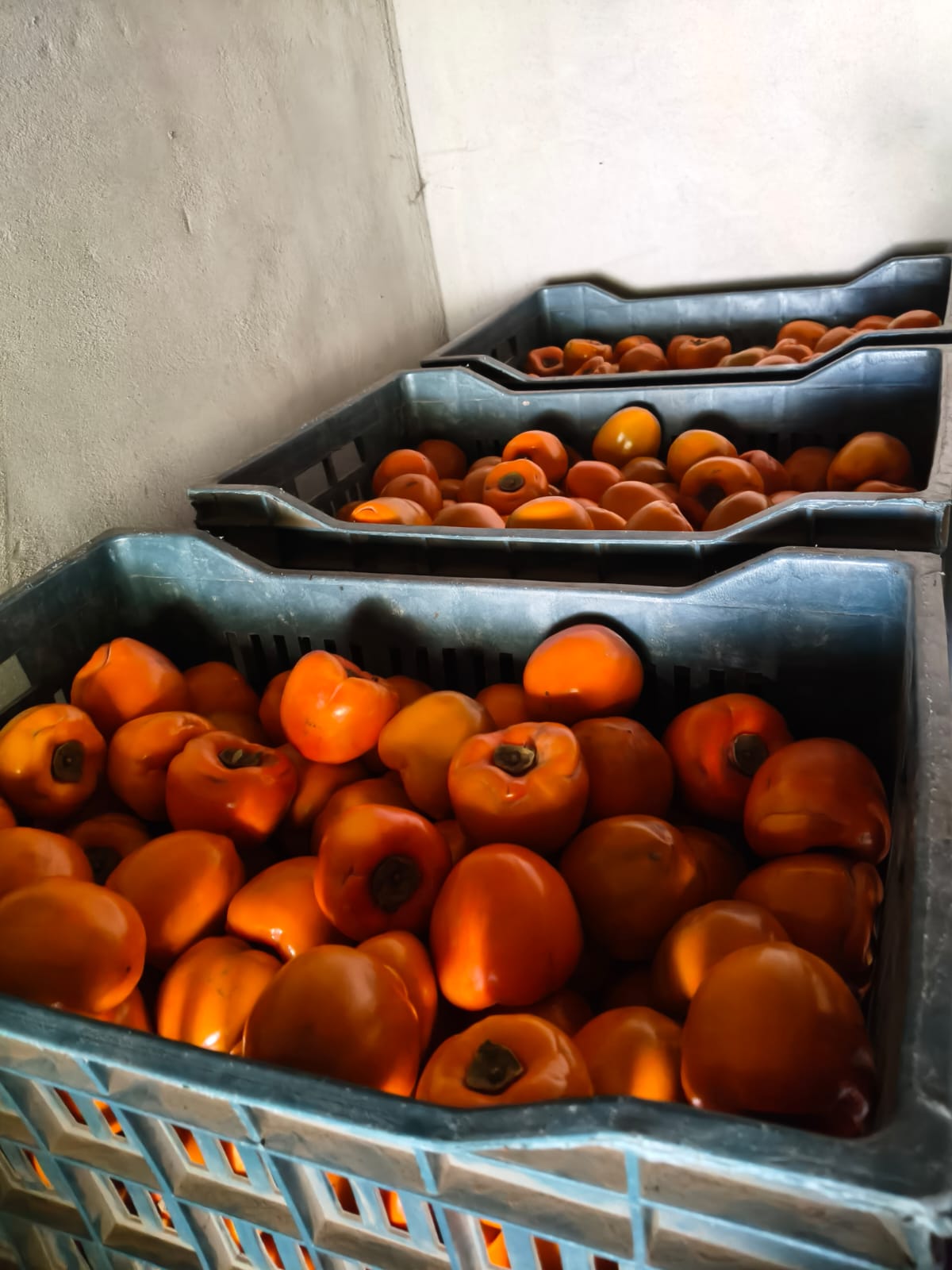 حصاد الكاكا (2)