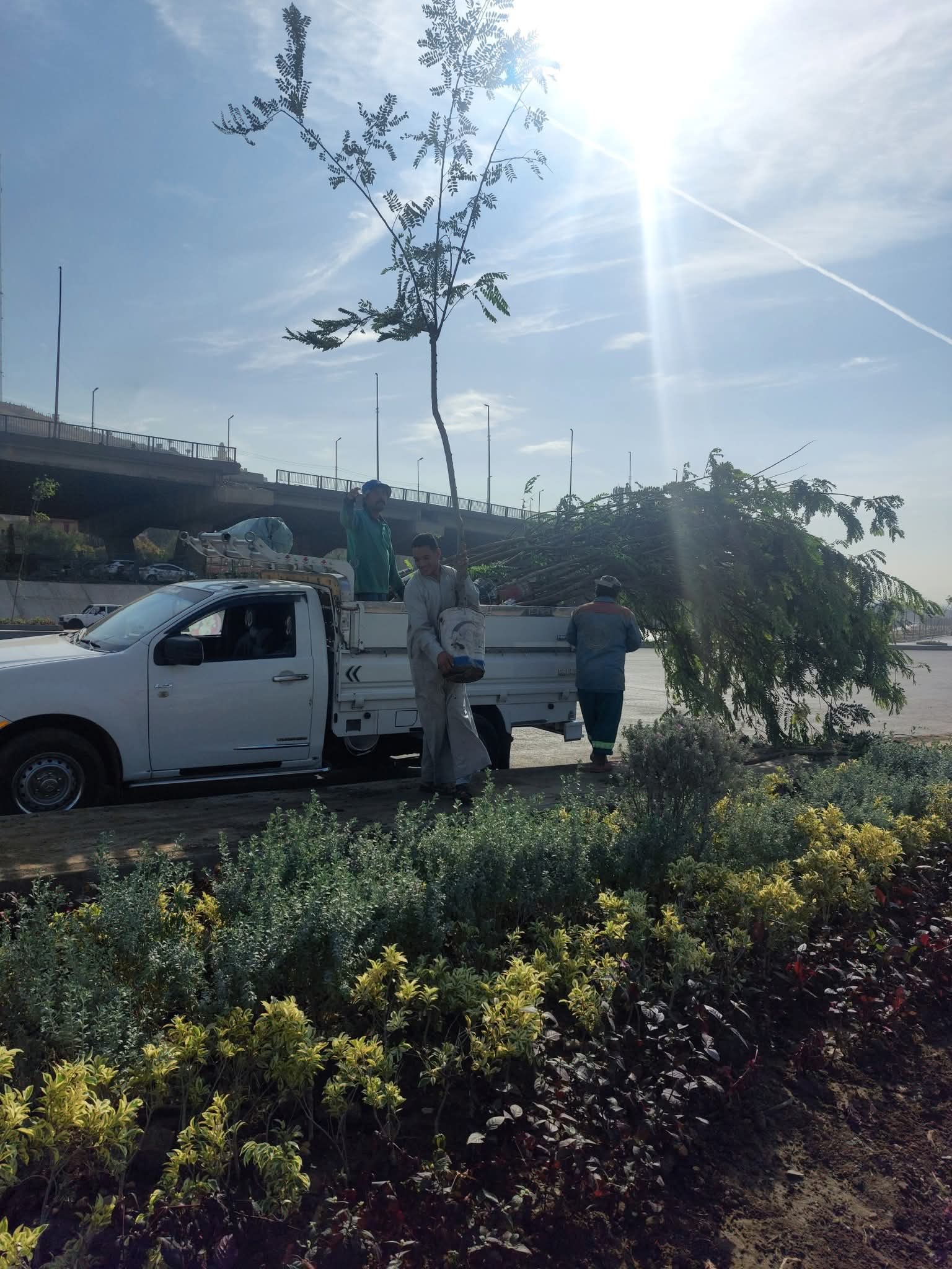 الوعى البيئى يبداء بشجره