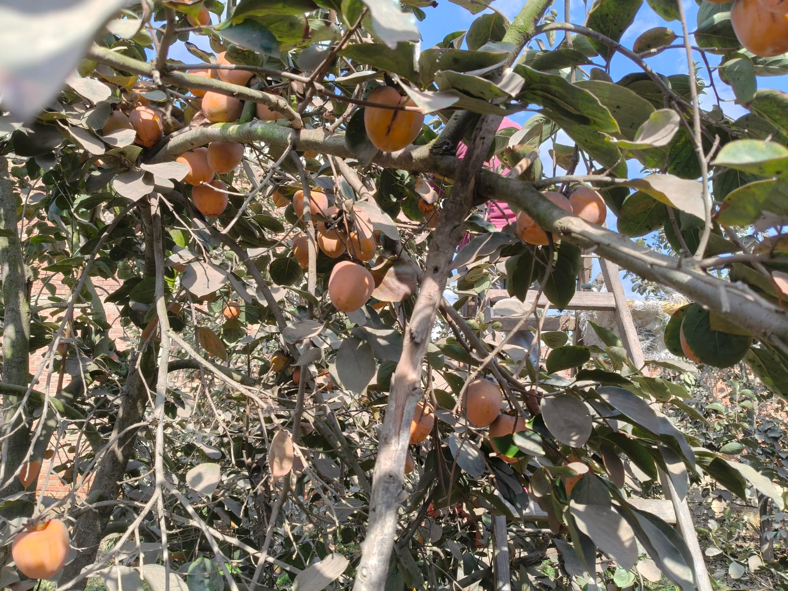 حصاد الكاكا (1)