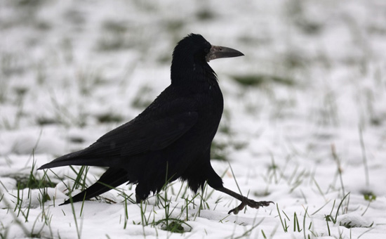 ثلوج كثيفىة تغطى شوارع العاصمة الروسية موسكو (6)