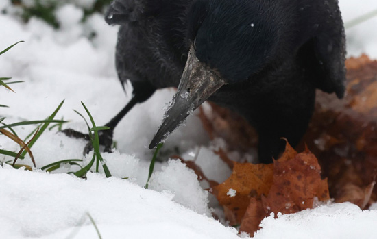 ثلوج كثيفىة تغطى شوارع العاصمة الروسية موسكو (2)