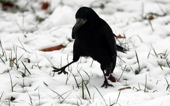 ثلوج كثيفىة تغطى شوارع العاصمة الروسية موسكو (4)