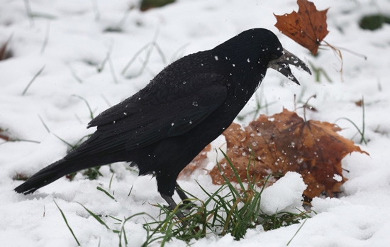 ثلوج كثيفىة تغطى شوارع العاصمة الروسية موسكو (3)