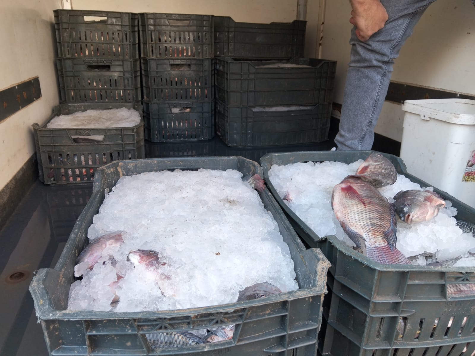 السمك البلطى