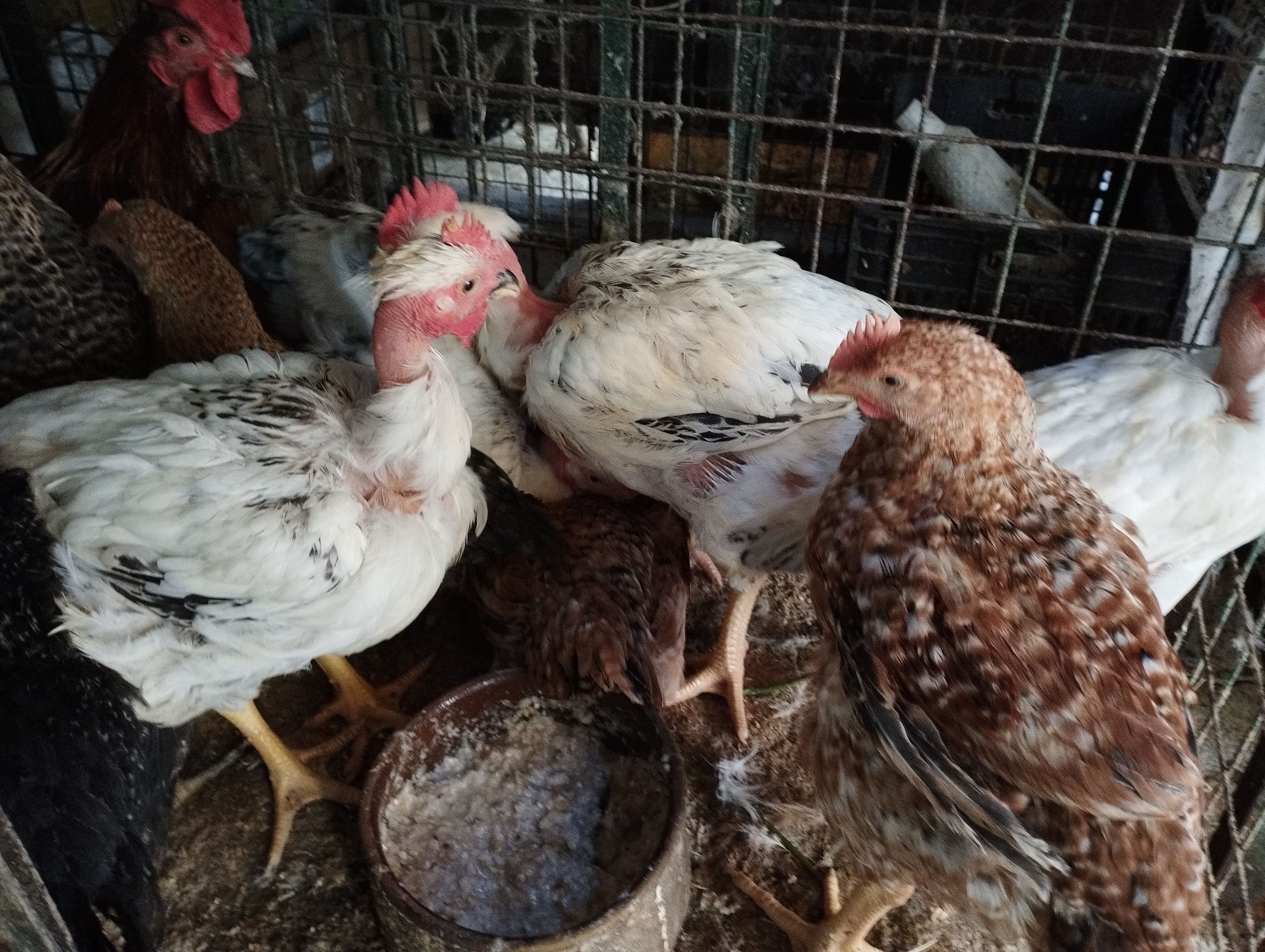 أسواق الإسكندرية أسواق الإسكندرية