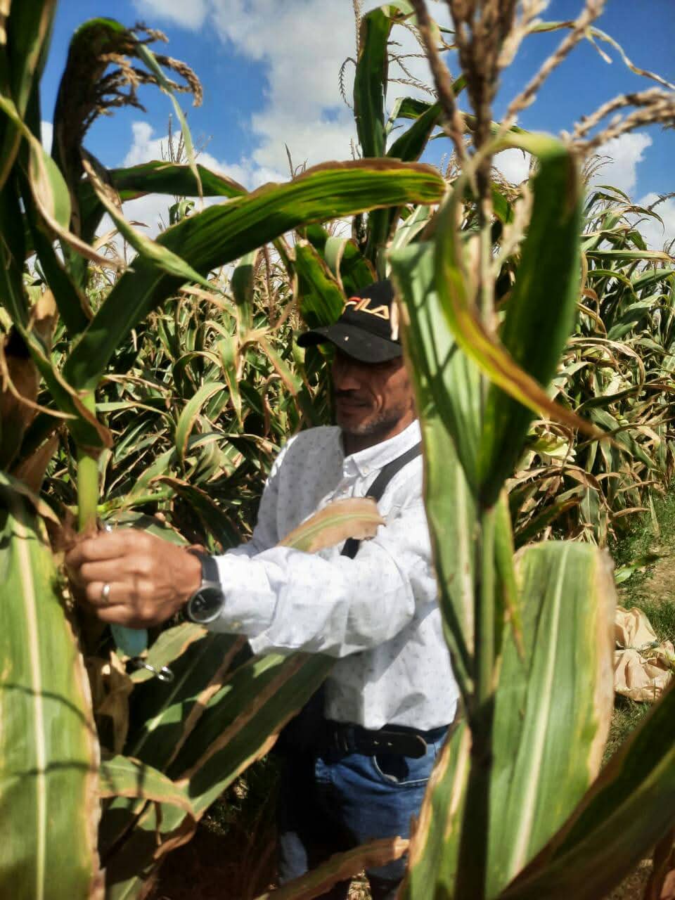 حقول الذرة الشاميه