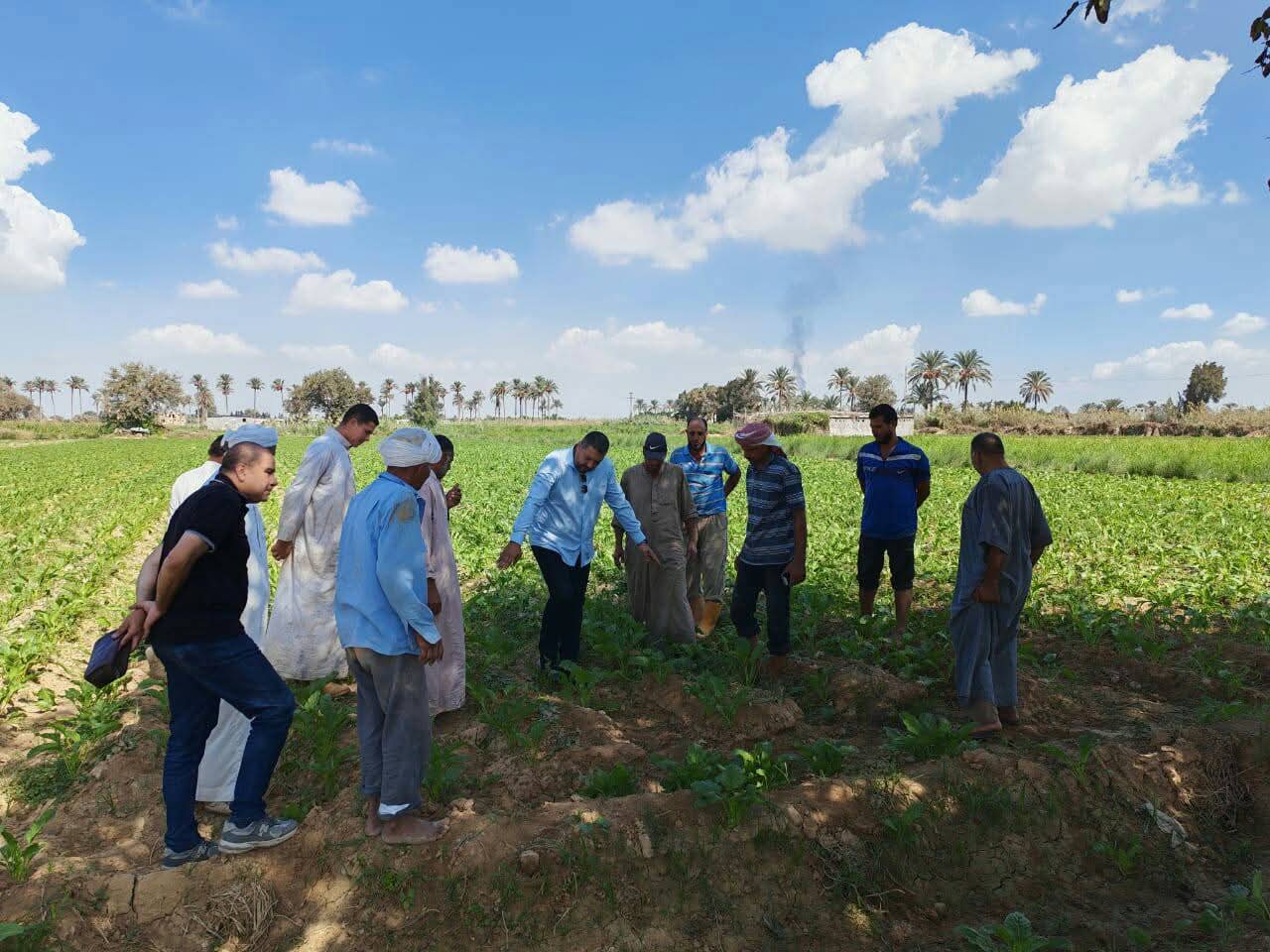 متابعة حقول بنجر السكر