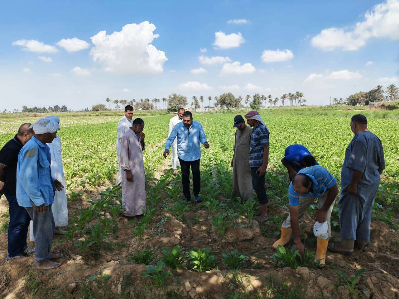 متابعة حقول البنجر وخلوها من الحشرات