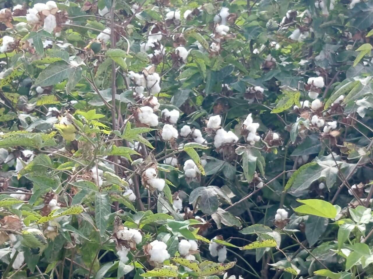 الذهب الابيض