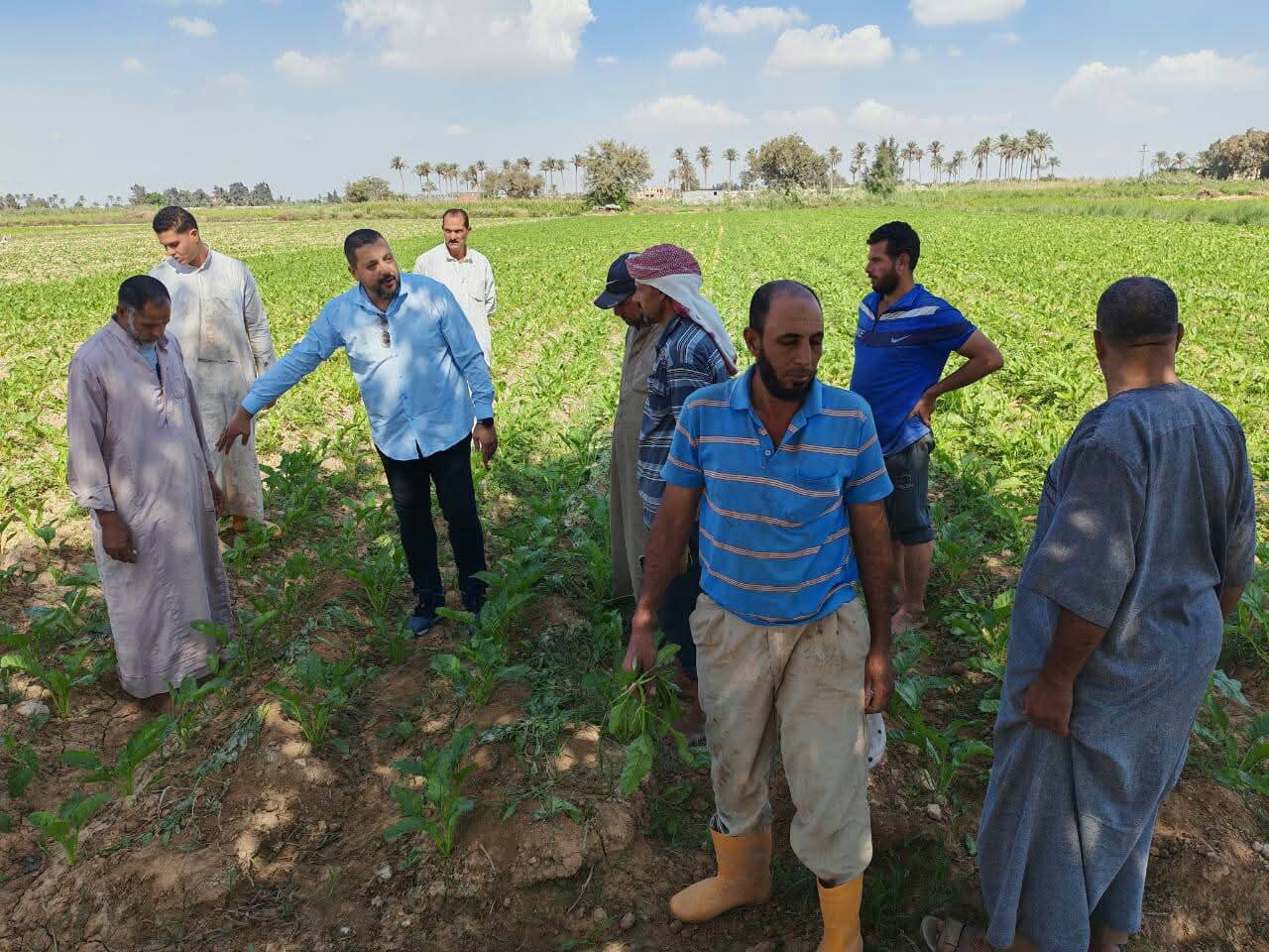 حقول بنجر السكر