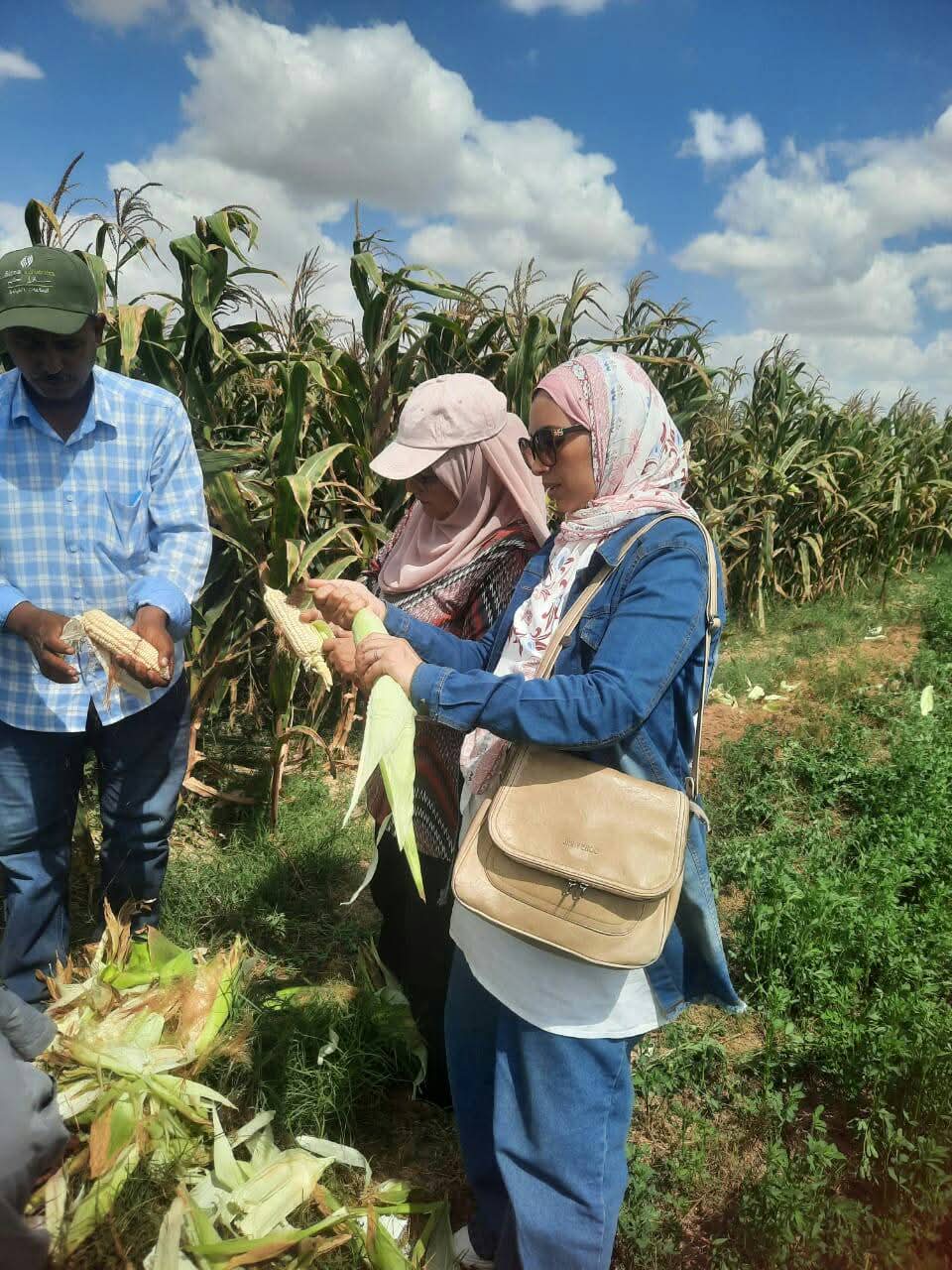 متابعة زراعات الذرة