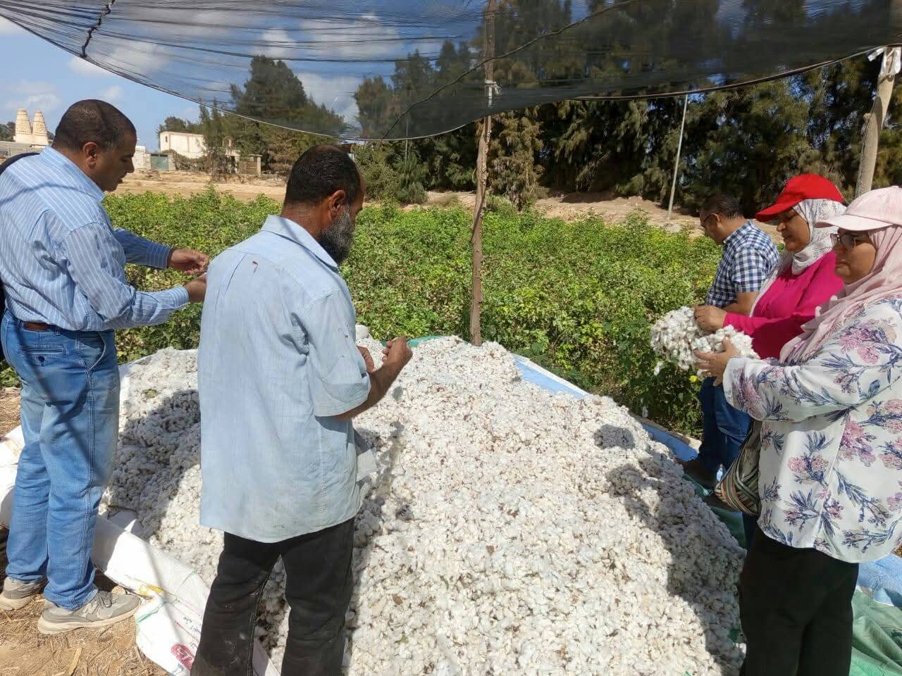 جنى محصول القطن بالعامرية