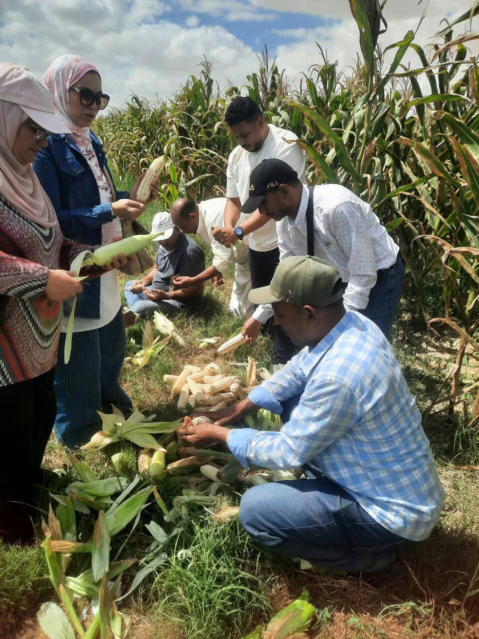 أخذ عينات من محصول الذرة