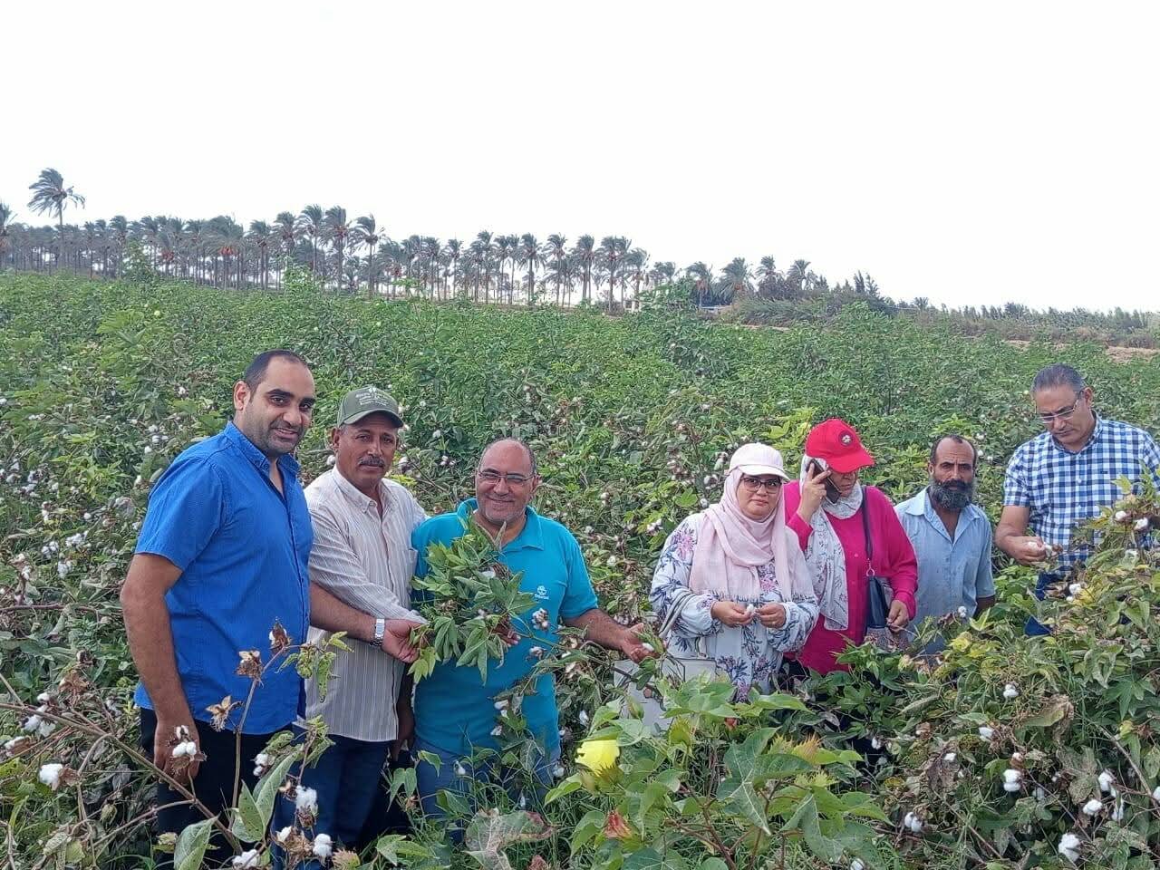 محصول القطن جيزة 68