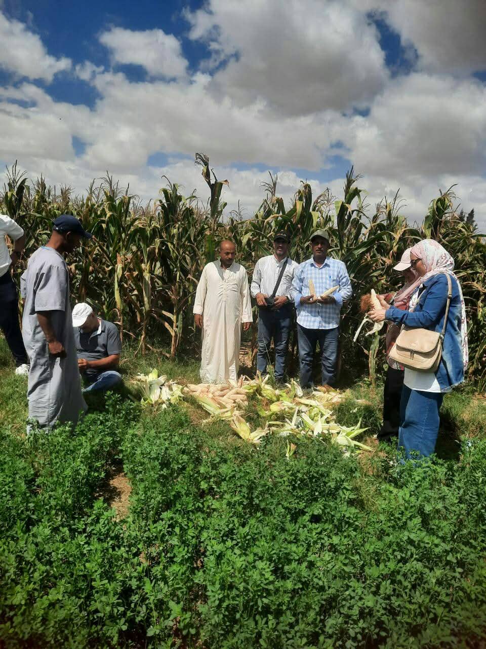 المرور على حقول الذرة