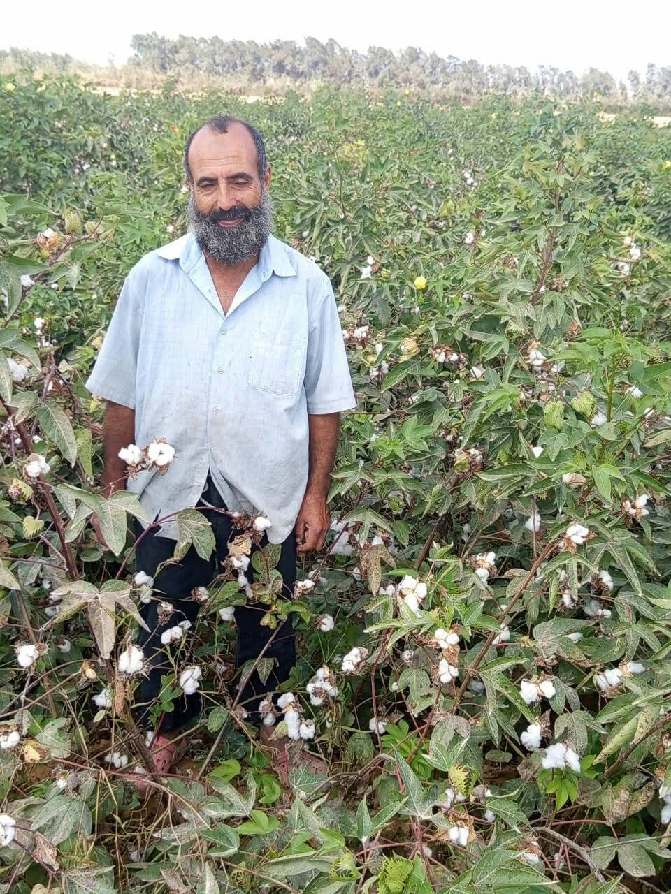 بدء جنى القطن