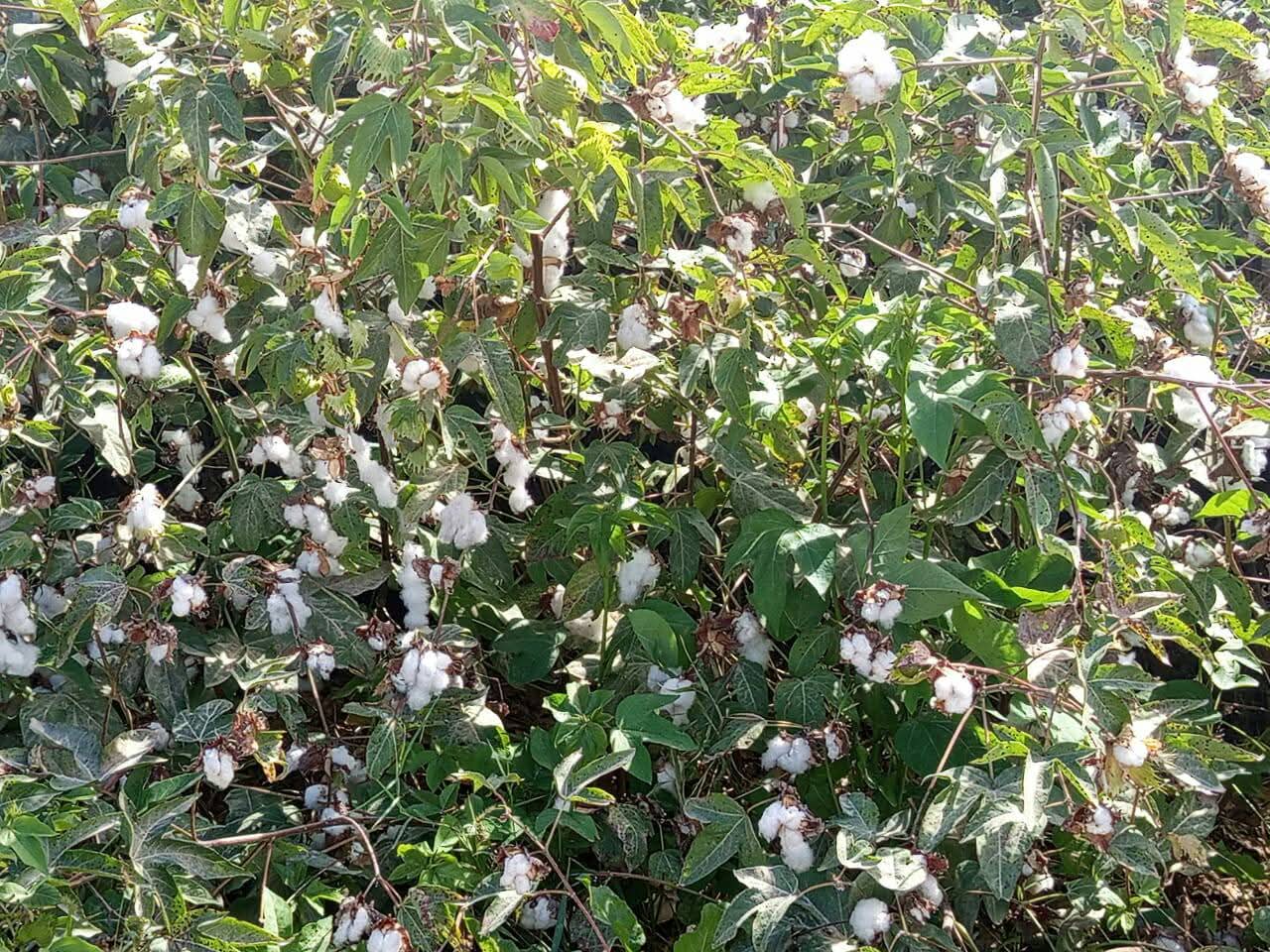 محصول القطن