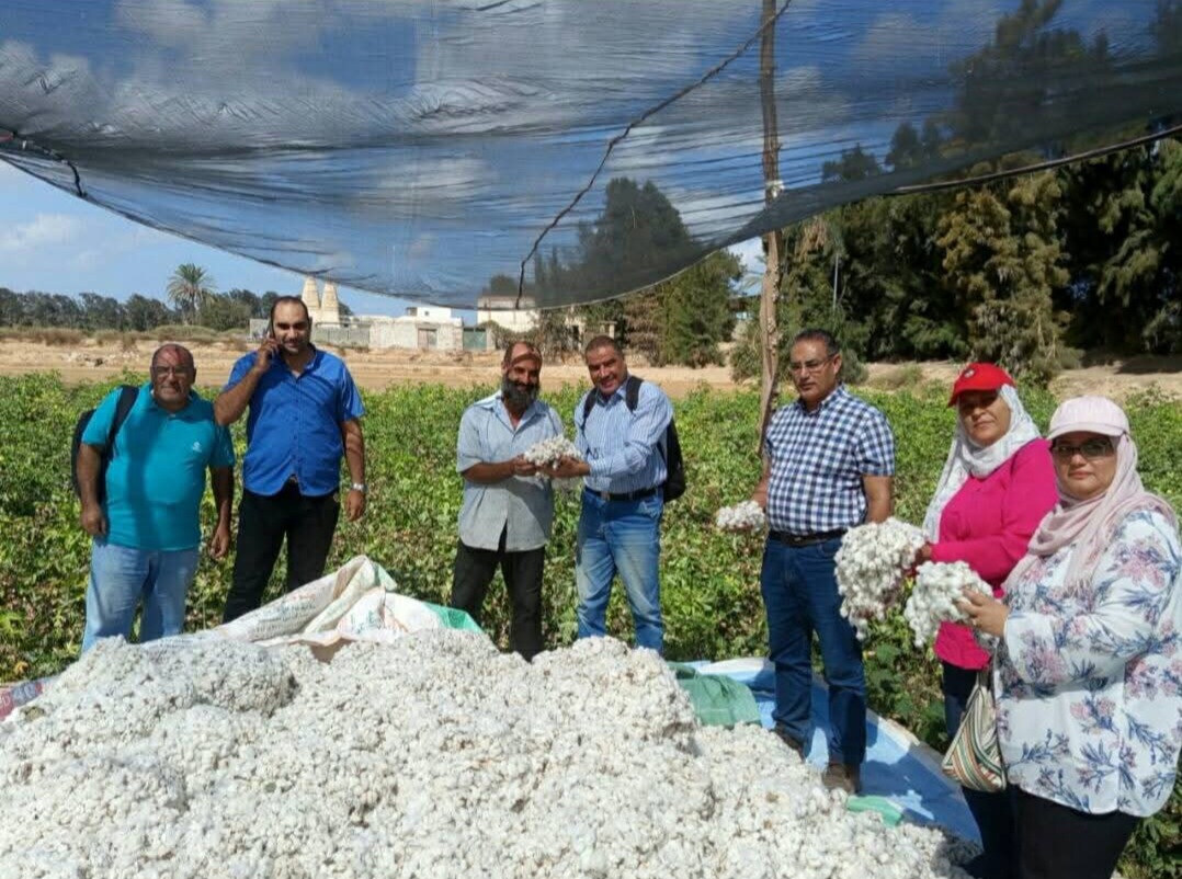 اعمال جنى القطن