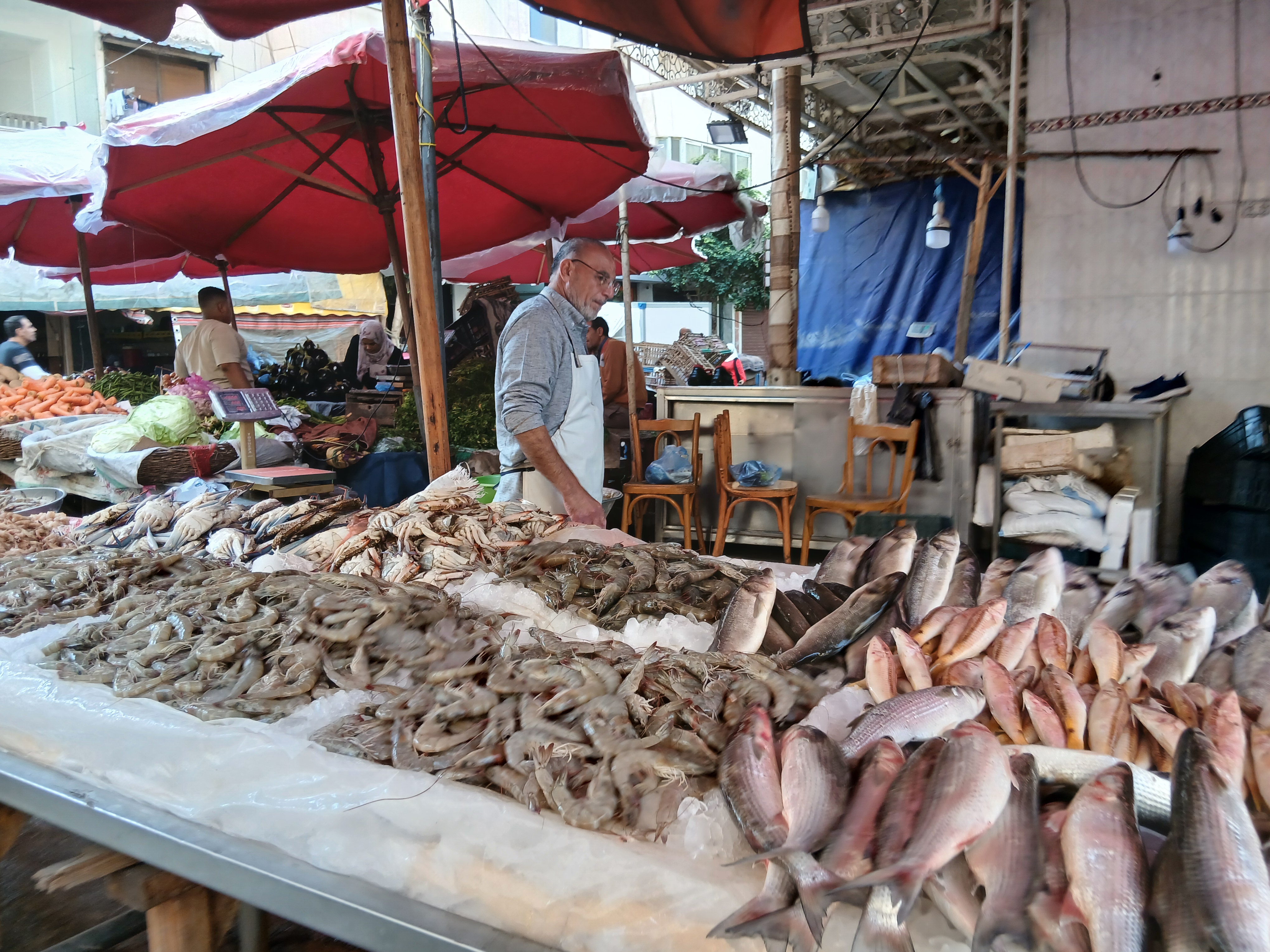 الأسماك في الإسكندرية الأسماك في الإسكندرية