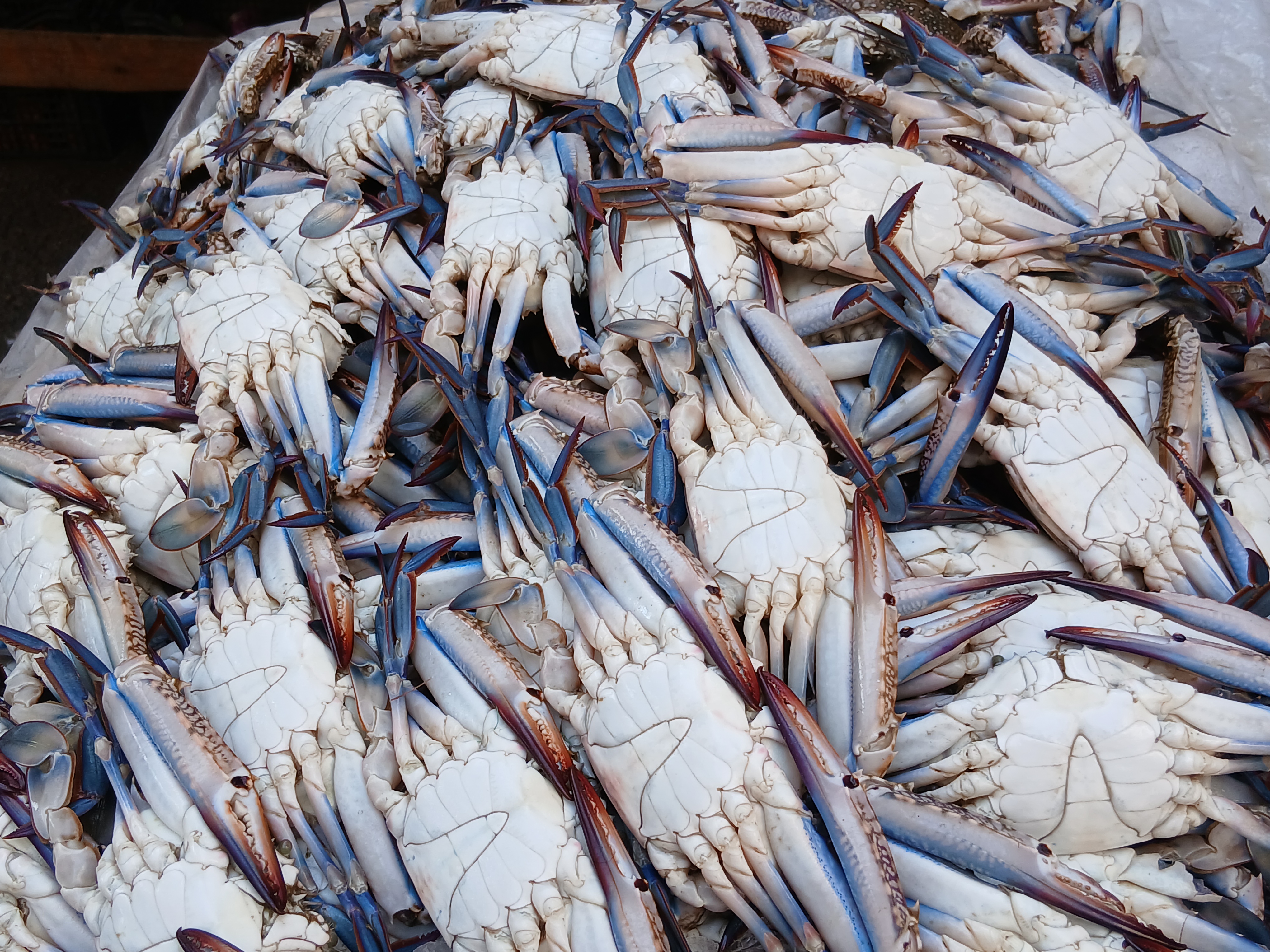 الكابوريا في اسواق الإسكندرية الكابوريا في اسواق الإسكندرية