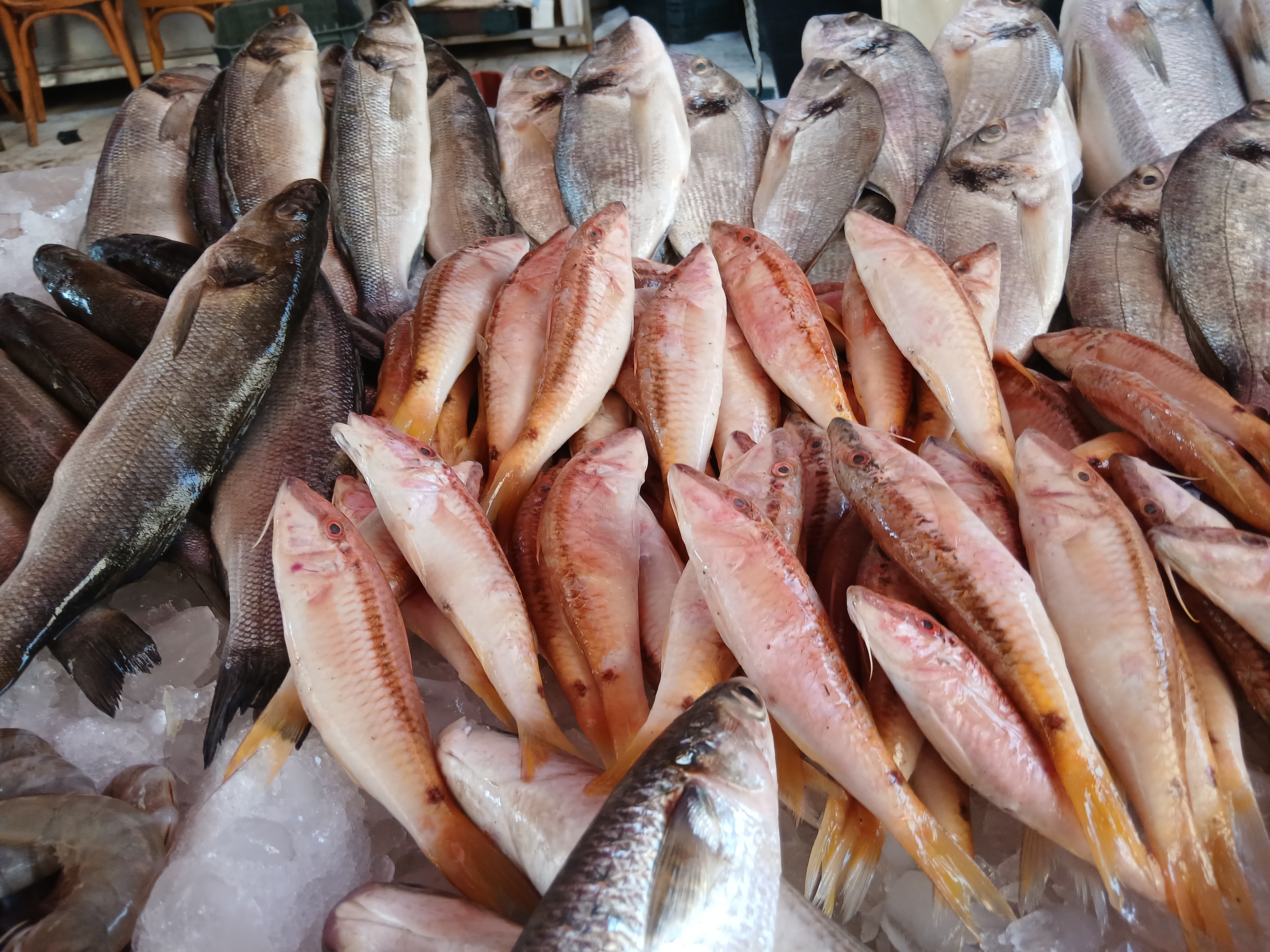 أسماك اليوم في الإسكندرية أسماك اليوم في الإسكندرية