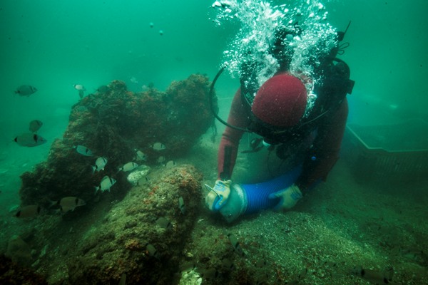 البحث عن الكنوز الغارقة بخليج ابو قير البحث عن الكنوز الغارقة بخليج ابو قير