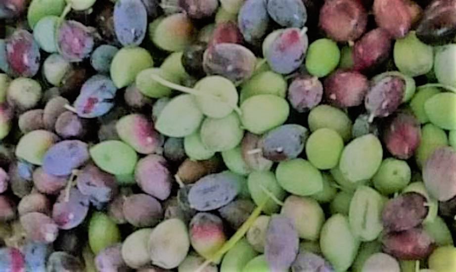 خيرات سيوة ومطروح من الزيتون