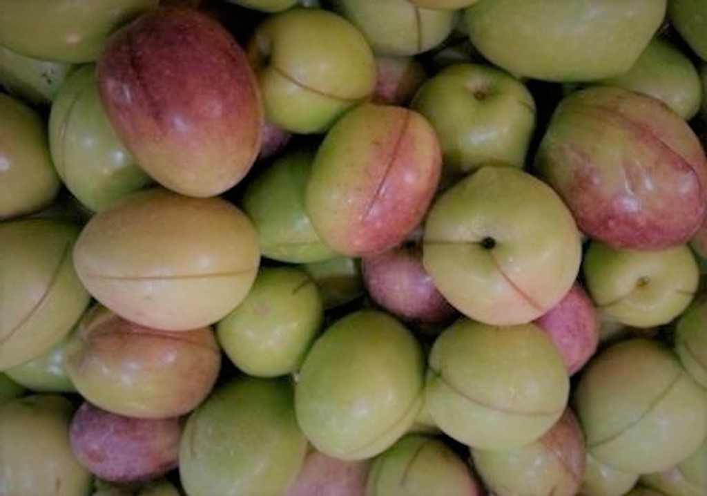 مطروح وسيوة تنتجان أفضل أنواع زيتون الزيت والتخليل