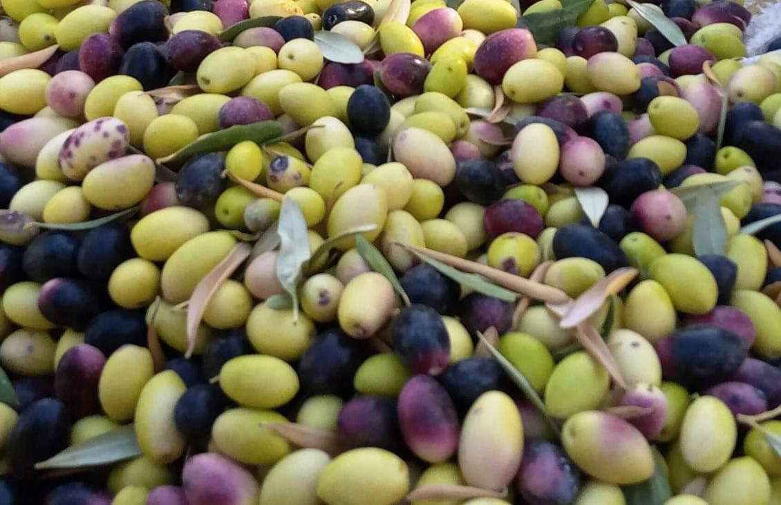 حصاد الزيتون موسم الخير والبركة في مطروح