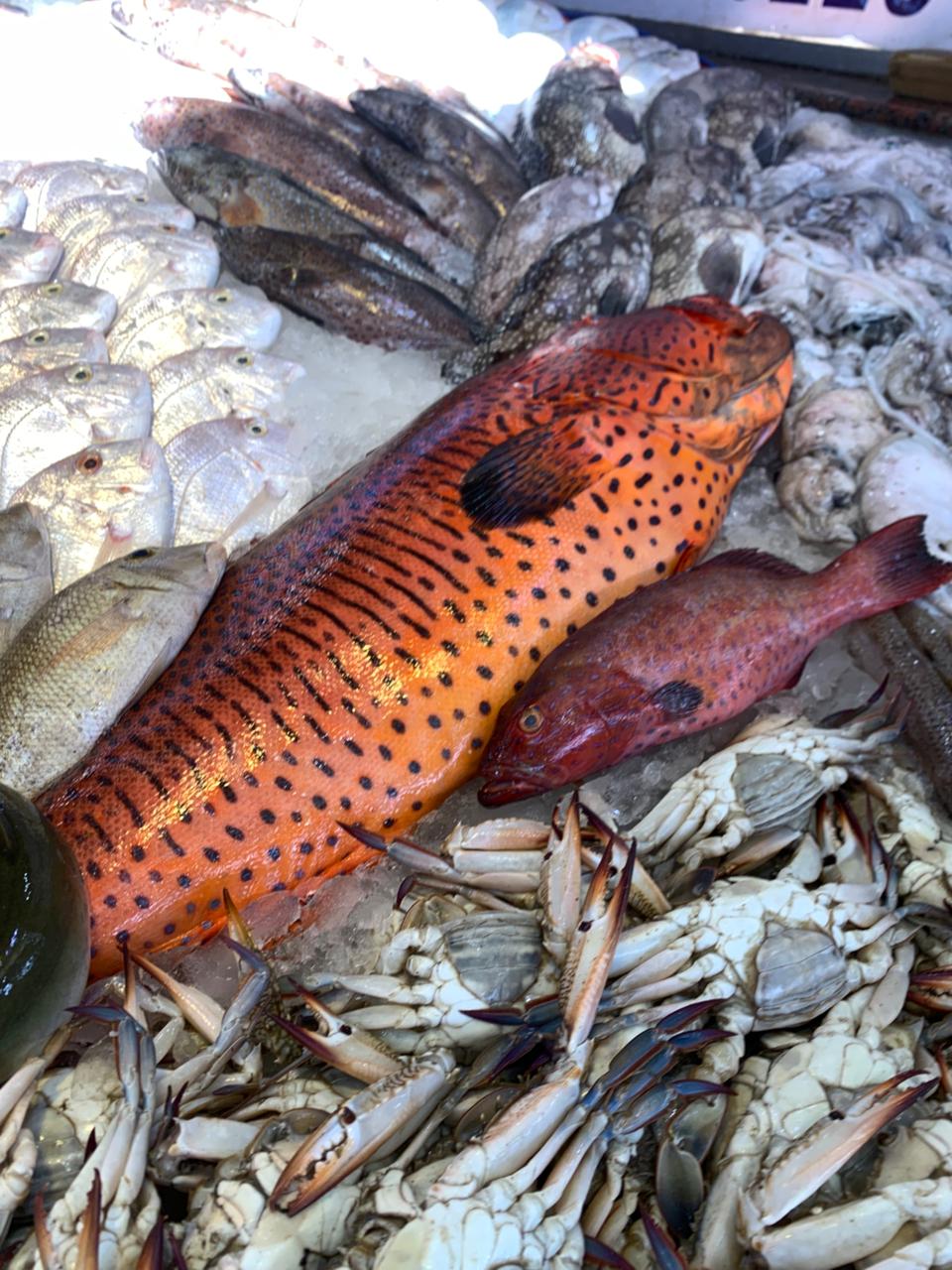 الناجل الحر الناجل الحر