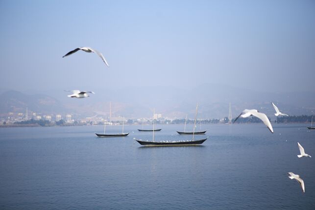 طيور النورس أحمر المنقار في بحيرة ديانتشي بجنوب غربي الصين (1)