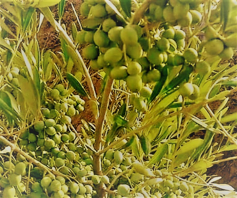 مطروح وسيوة تتوسعان في زراعة زيتون الزيت والتخليل