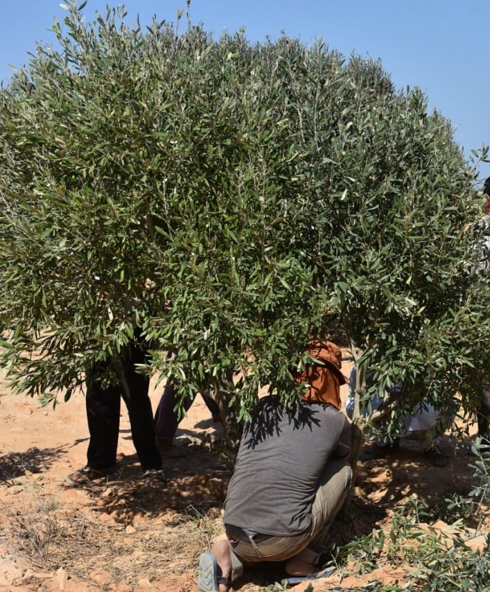 بدء حصاد الزيتون في مطروح وسيوة