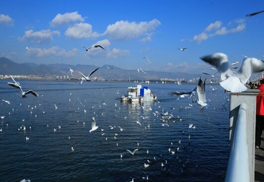 طيور النورس أحمر المنقار في بحيرة ديانتشي بجنوب غربي الصين (7)