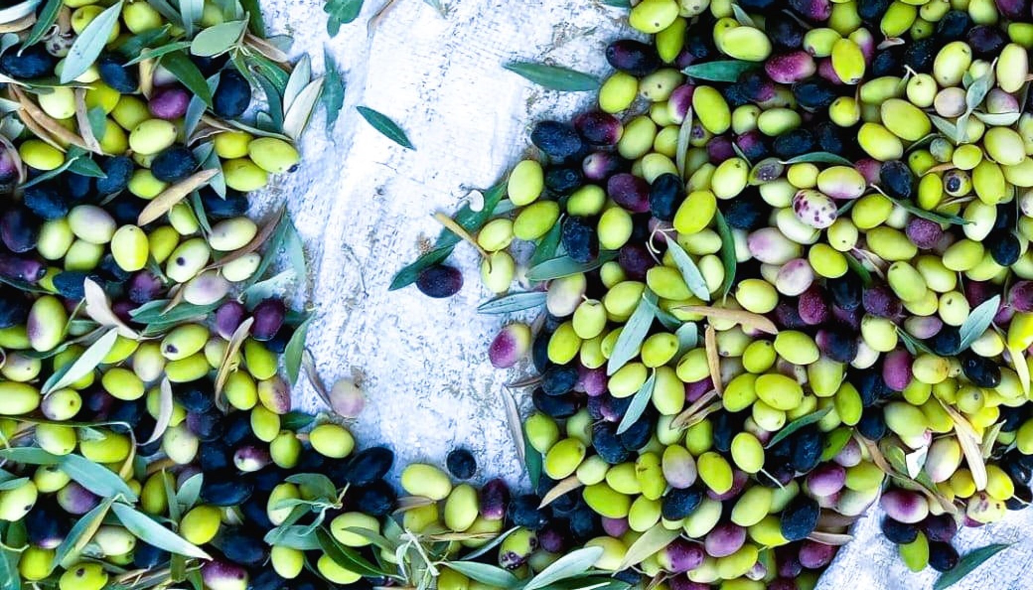 ثمار الزيتونوموسم حصادها في مطروح وسيوة