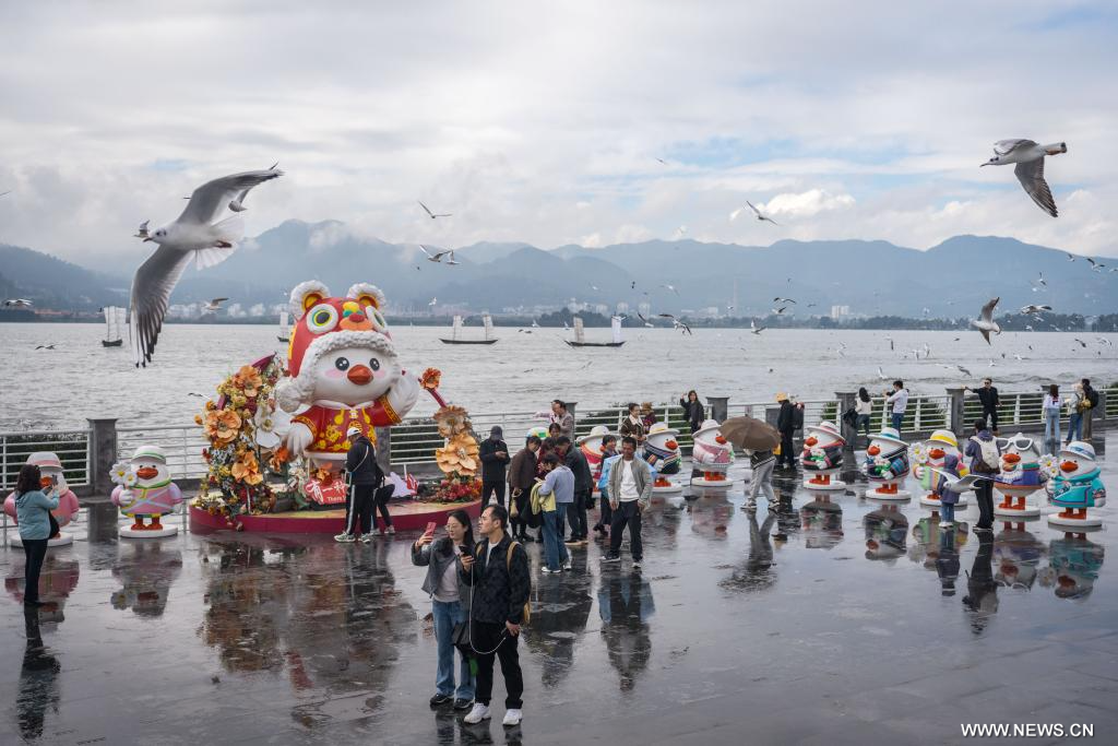 طيور النورس أحمر المنقار في بحيرة ديانتشي بجنوب غربي الصين (2)