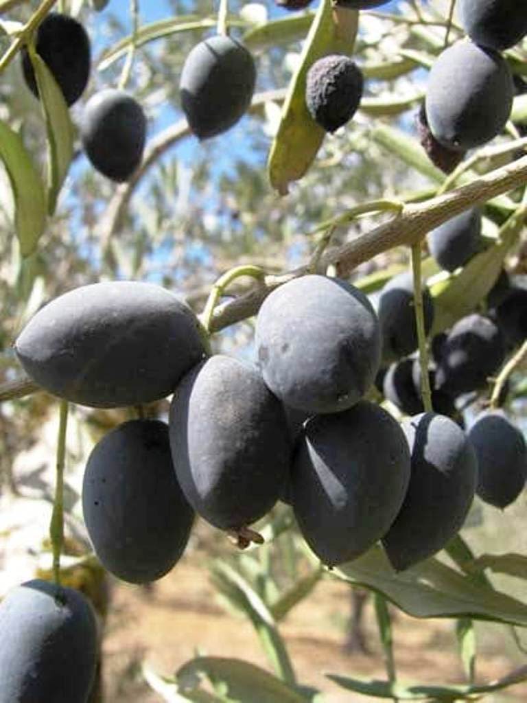 موسم حصاد  ممار الزيتون في مطروح وسيوة