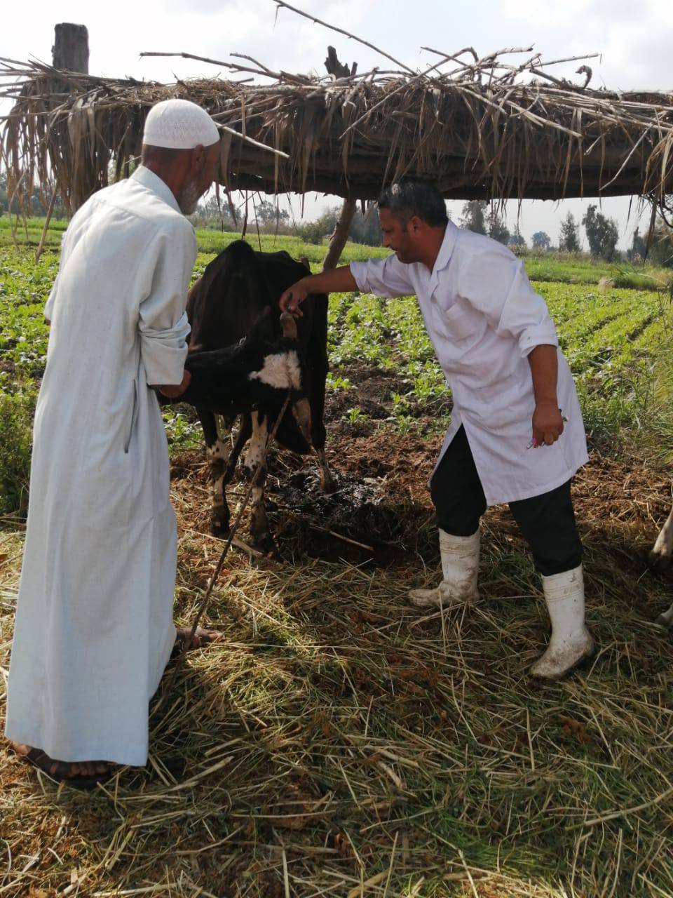 تحصين الماشية بقرى كفر الشيخ