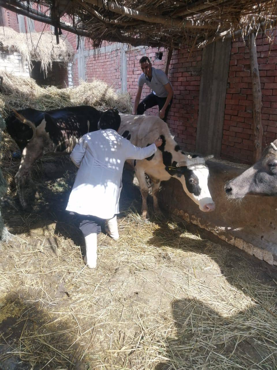 تحصين الماشية بالقرى