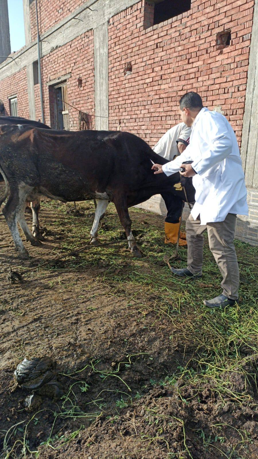 تحصين الماشية ضد الحمى القلاعية