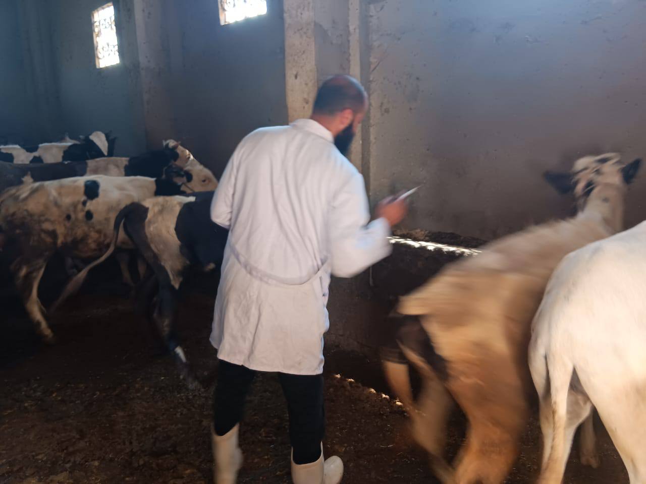 تحصين الماشية ضد الحمى القلاعية والوادي المتصدع بكفر الشيخ