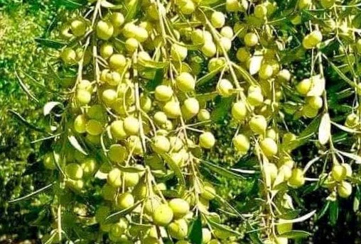 اصناف متعددة من الزيتون بمطروح وسيوة