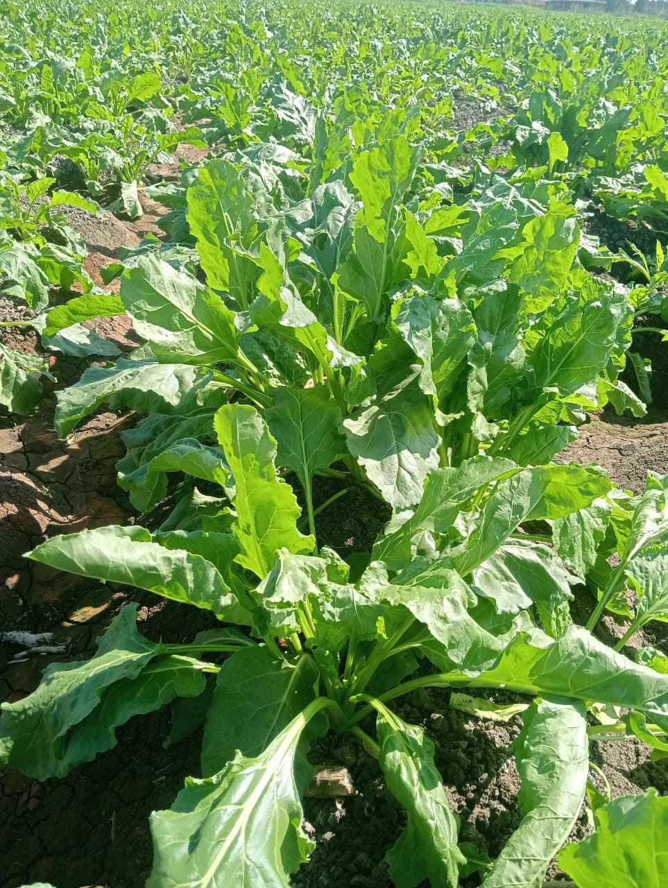 غيطان الشرقية