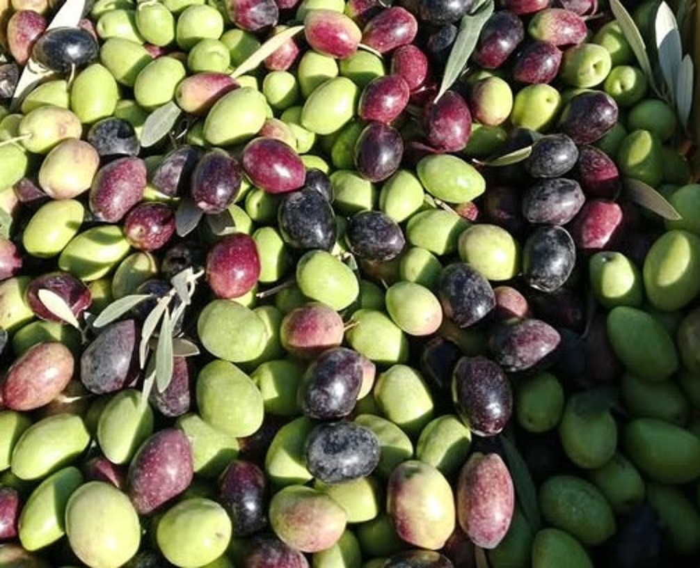 قطف ثمار الزيتون - سيوة - مطروح