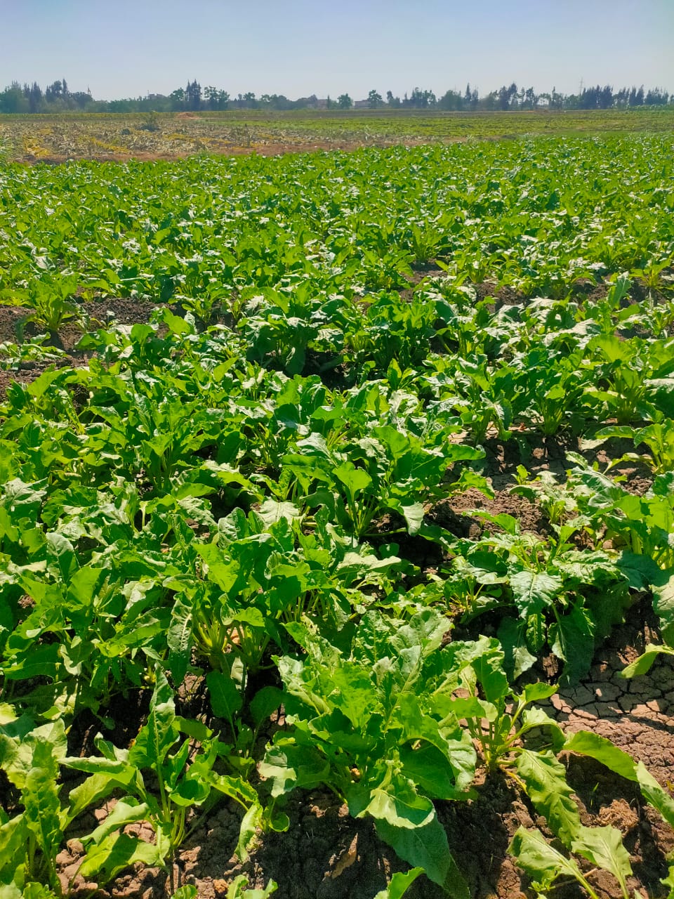 زراعات البنجر