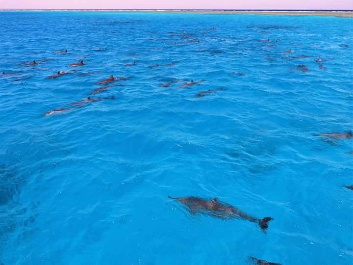 دلافين،صمداى دلافين،صمداى