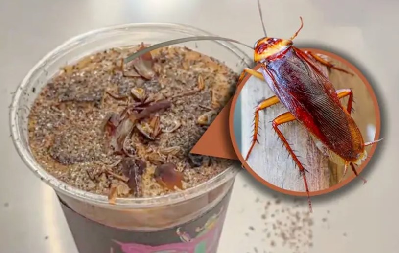 قهوة بالصراصير المطحونة