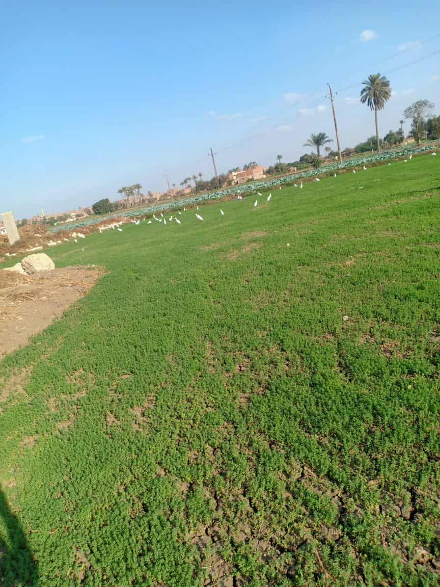 بشاير الخير